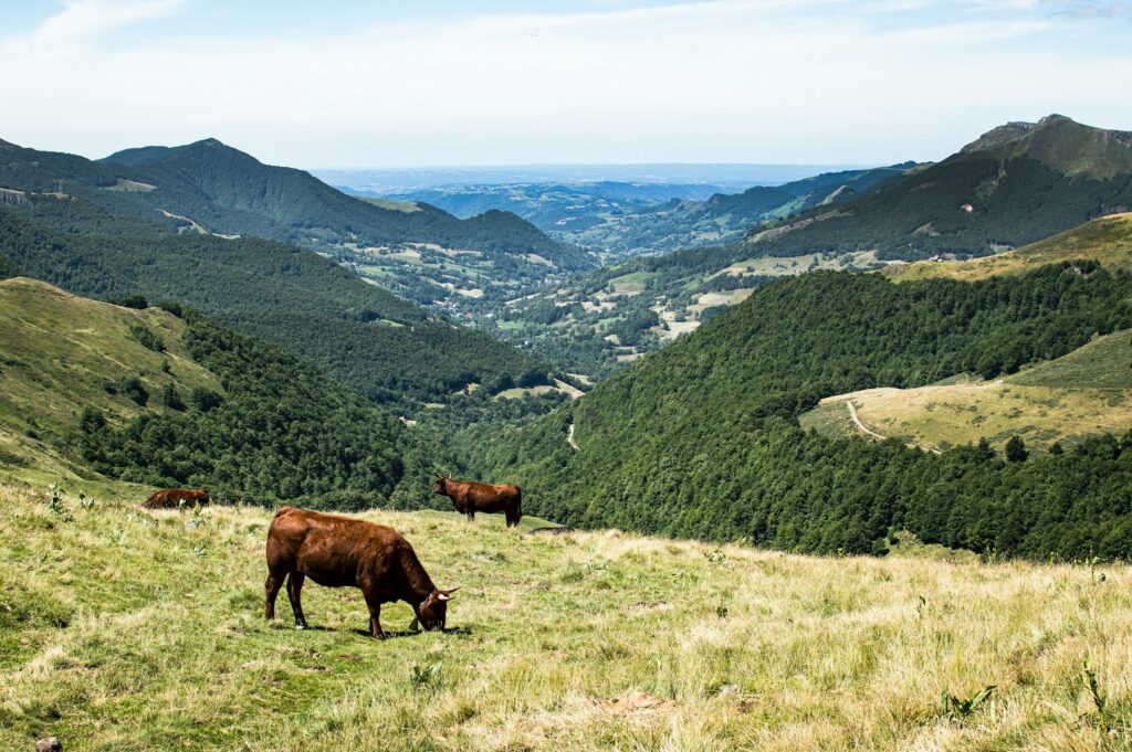 Pâturages de montagne, paysage pour un vidéaste dans le Cantal